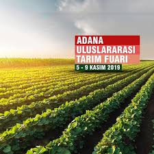 ISO 500’deki Yıldızlar